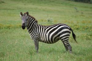 1280px-Equus quagga.jpg