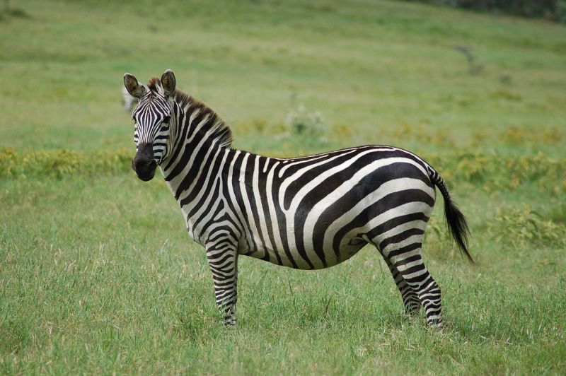 파일:1280px-Equus quagga.jpg